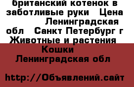 британский котенок в заботливые руки › Цена ­ 5 000 - Ленинградская обл., Санкт-Петербург г. Животные и растения » Кошки   . Ленинградская обл.
